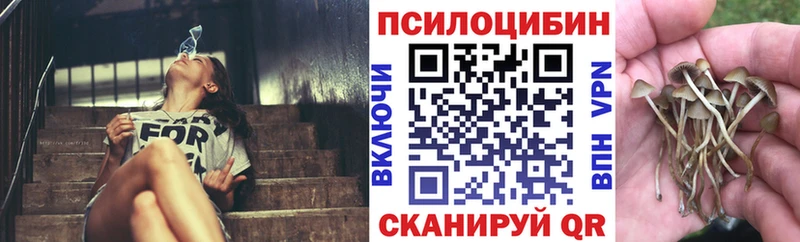 Псилоцибиновые грибы Cubensis  Купить  Заинск 